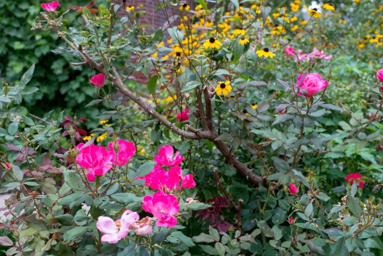 Martha Gonzalez' plants are mothers to plants growing in the yards of many nearby in houses where gardens have become plentiful.