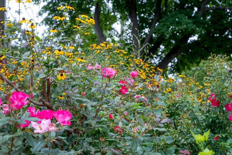 Through gardening and walking her dog, Martha Gonzalez as become known as the 'Neighborhood Watch Woman.'