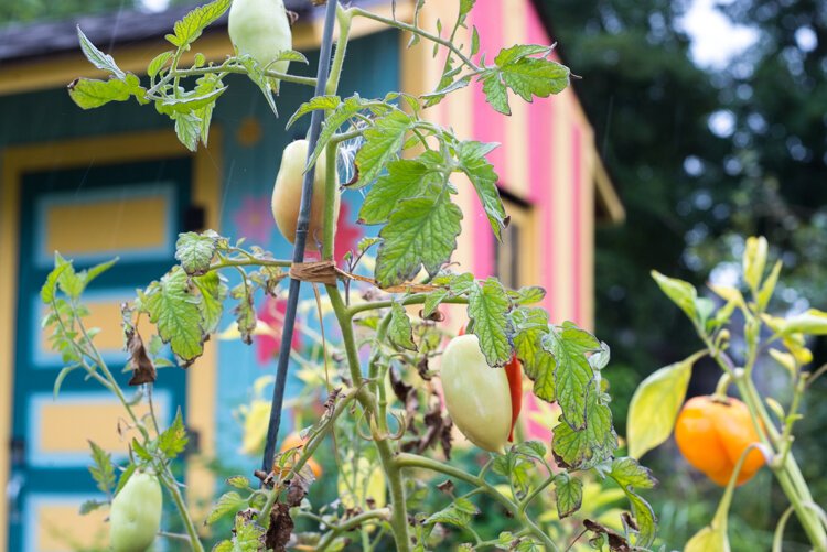 Plants growing in the Vine.