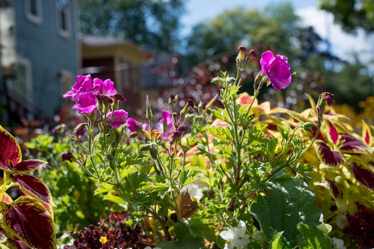 Flowers in bloom in the Vine.