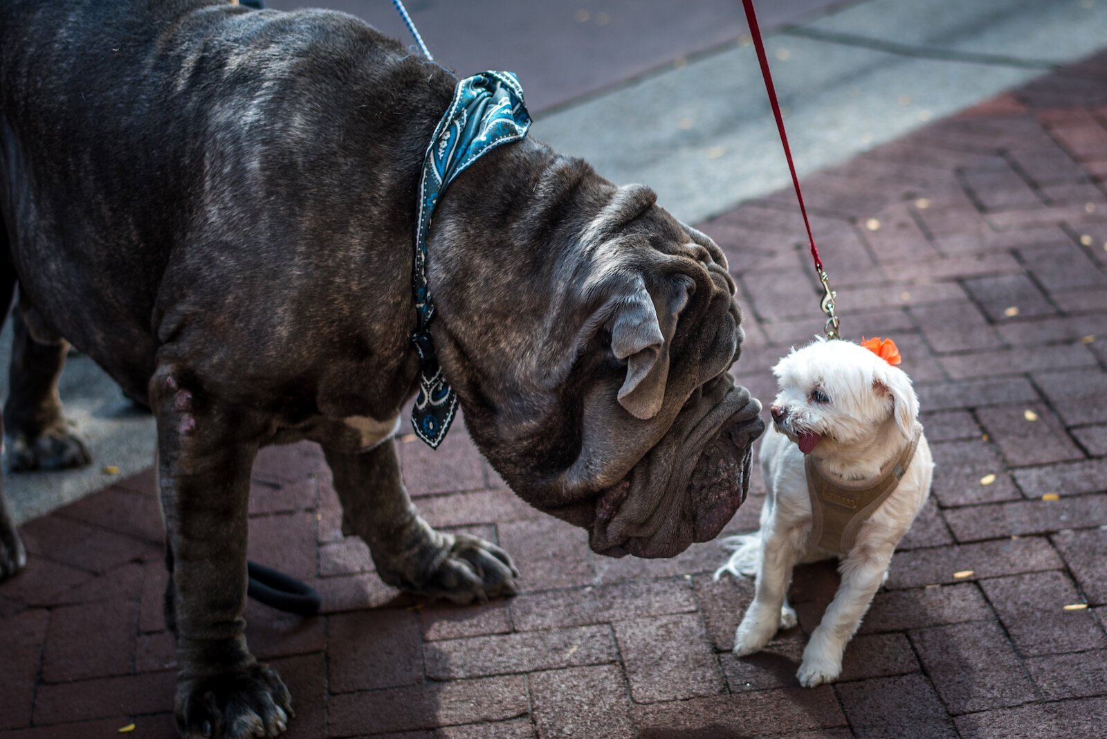 They invited the dogs downtown.