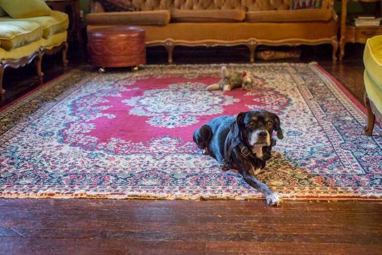  Sarah Ruggles’ dog, Olive, seems to feel just as home as Ruggles does in her 115-year-old home.