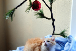 Christmas Thumbnail