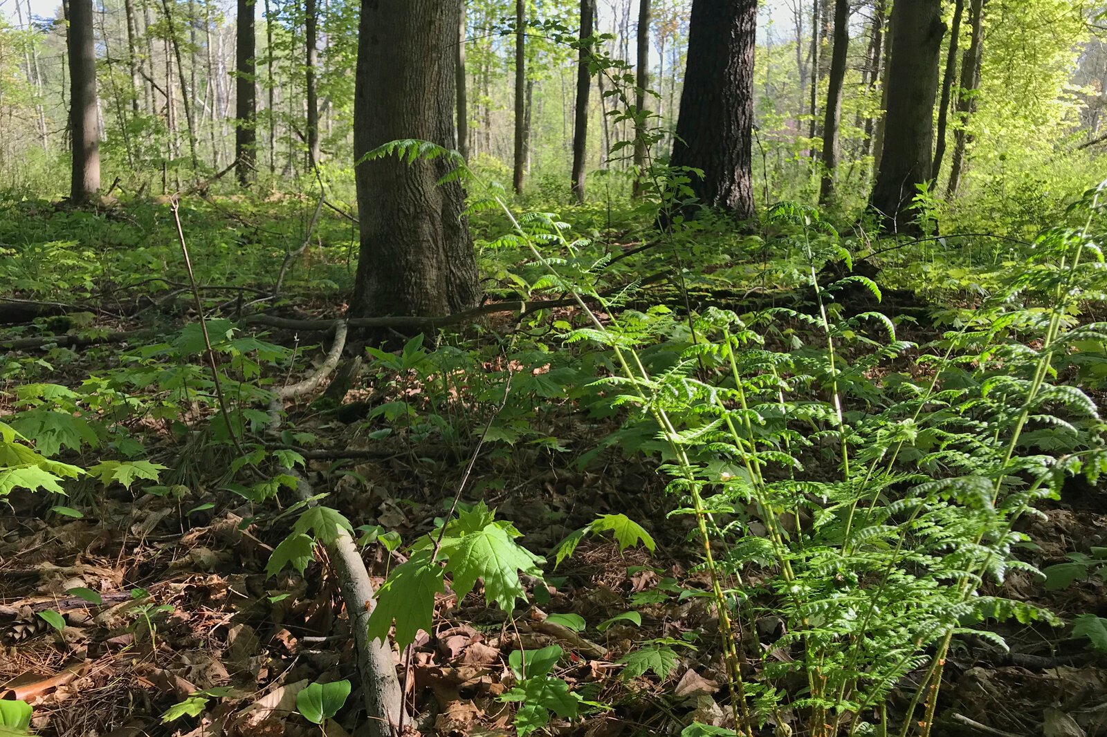 A fern grows at the Armintrout-Milbocker Nature Preserve, the latest piece of land preserved by the Southwest Michigan Land Conservancy.