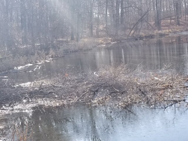 Beavers have stockpiled food outside their lodge.