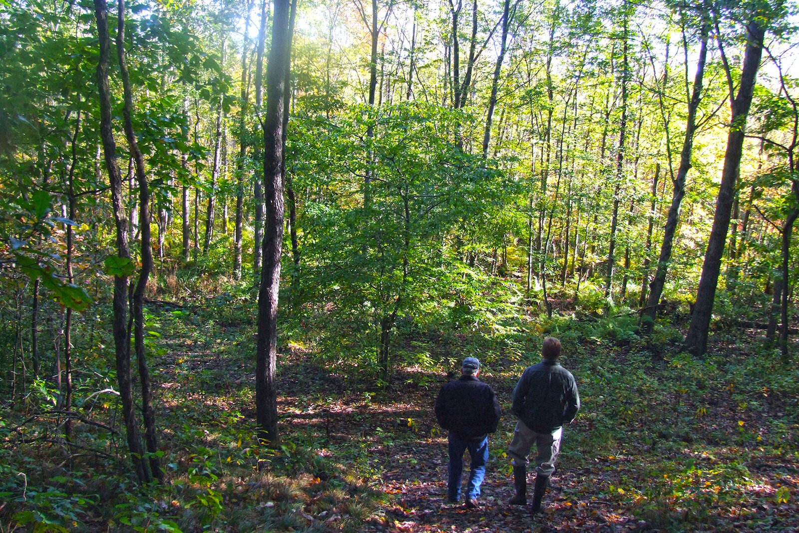 Spirit Springs Sanctuary near Marcellus a broad diversity of habitat types including swamp forest, wooded uplands, sedge meadow, cattail marsh, and a large pond.