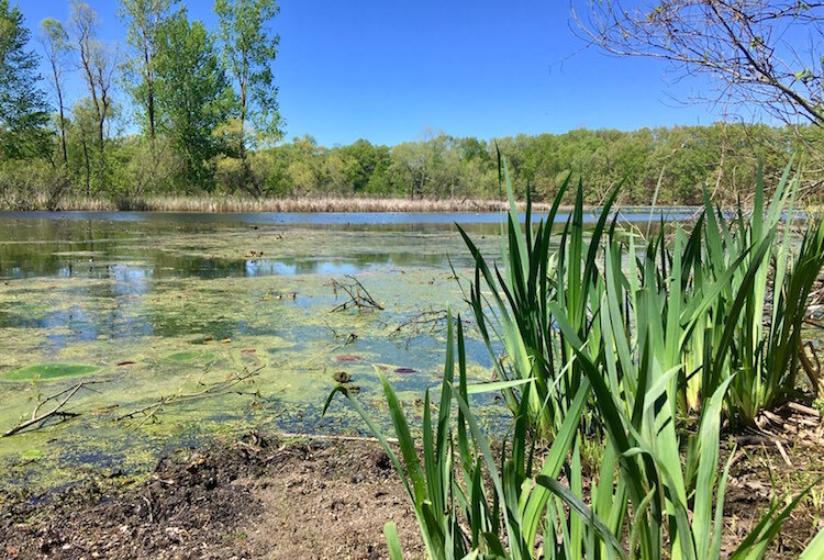 Big Asylum Lake, looking north.