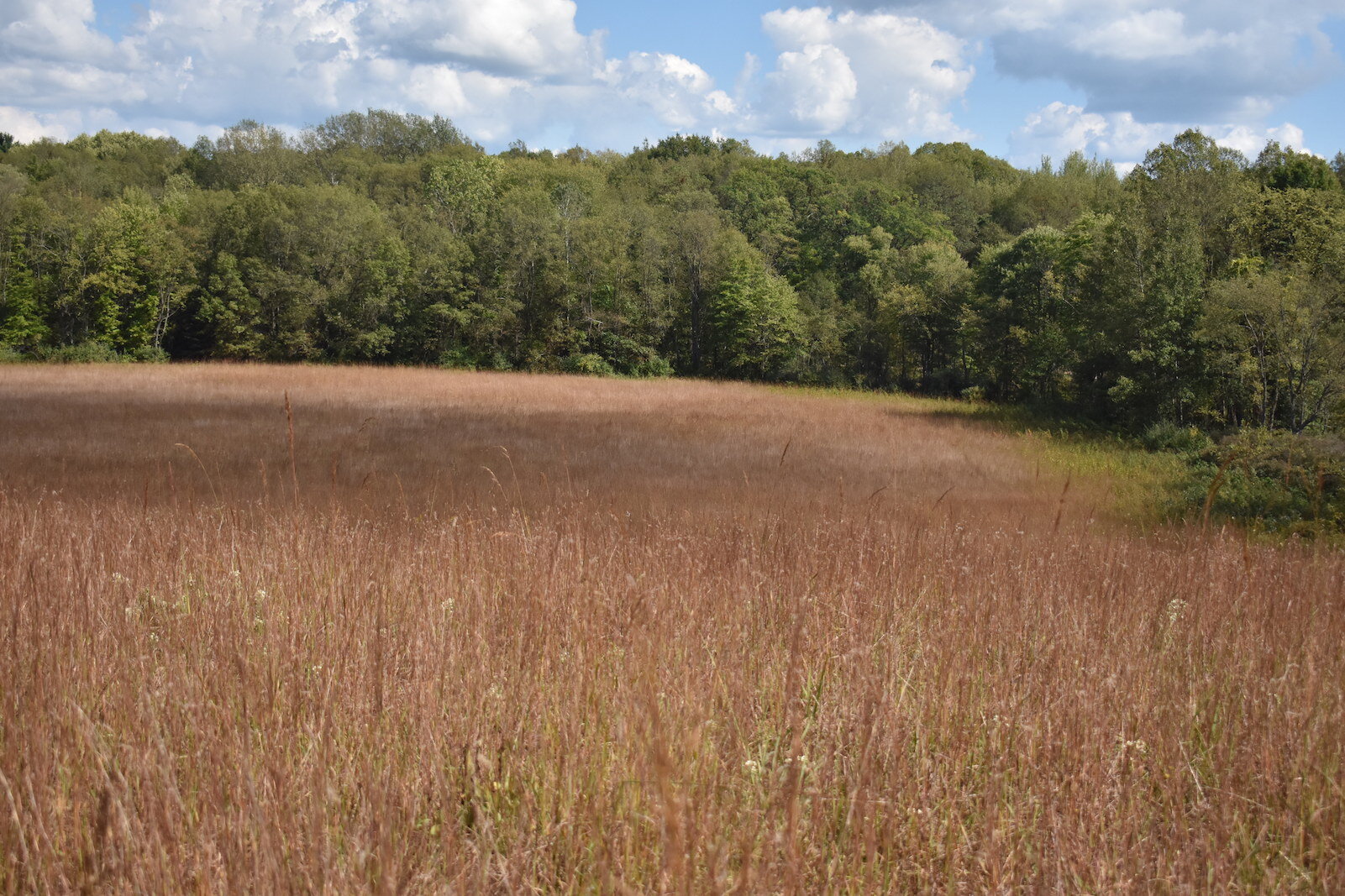 Grassland at Hidden Pond Preserve. Photo by Amelia Hansen