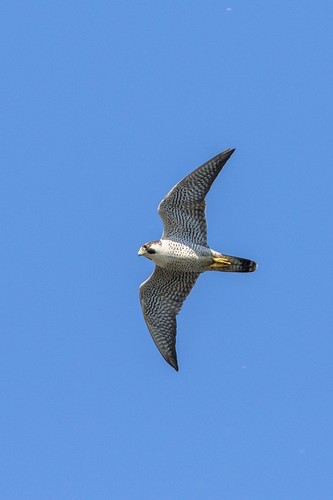 One of the Battle Creek peregrine falcons Photo by Josh Haas 