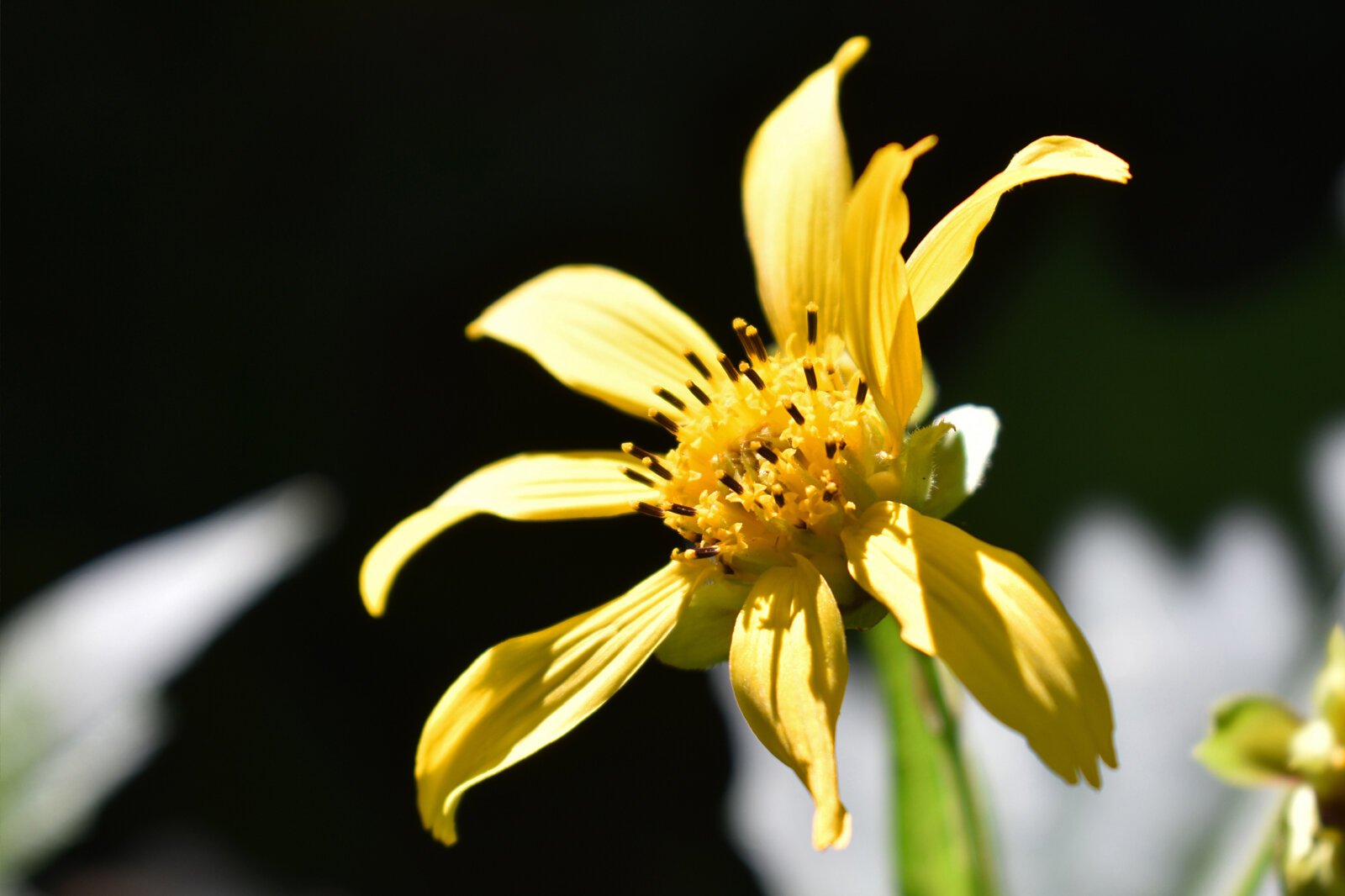 A Hairy Leafcup is a rare find growing at the Armintrout-Milbocker Nature Preserve, the latest piece of land preserved by the Southwest Michigan Land Conservancy.