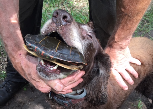Rooster, a 10-year-old Boykin spaniel, basks in the praise he receives for retrieving a turtle— even though this one is a painted turtle, not the box turtles researchers are counting.