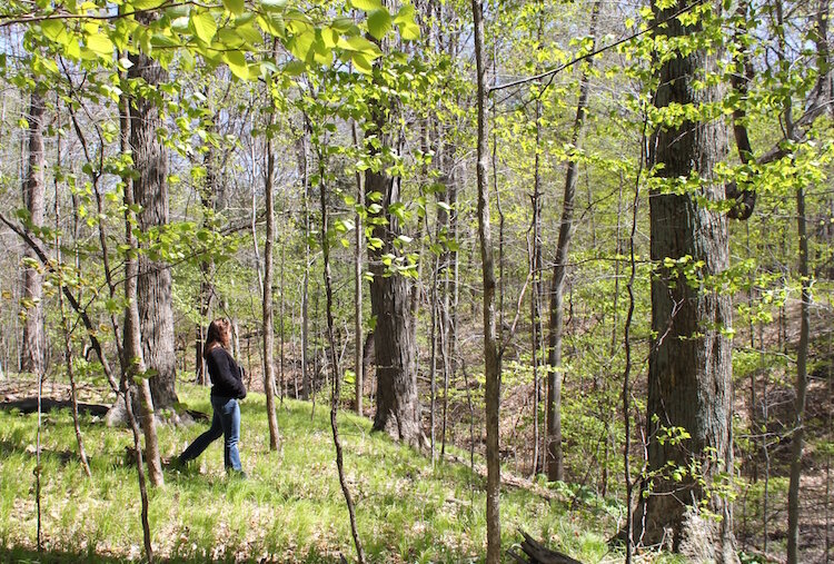 A healthy and diverse forest at the SWMLC Black River Preserve. Forest management efforts will be directed at making degraded forests look more like these forests in the future.