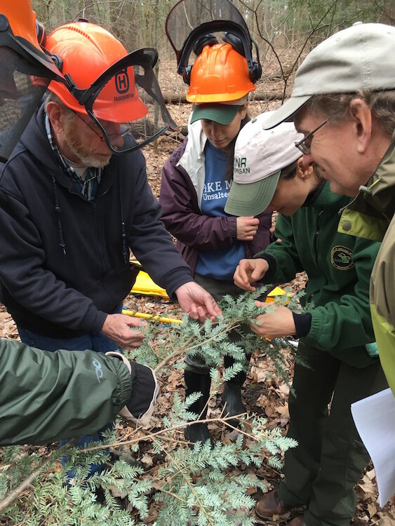 Volunteers at SWMLC's Wau-Ke-Na preserve learn from DNR expert in Forest Health Heidi Frei how to examine Eastern hemlock branches for the invasive insect hemlock woolly adelgid.   