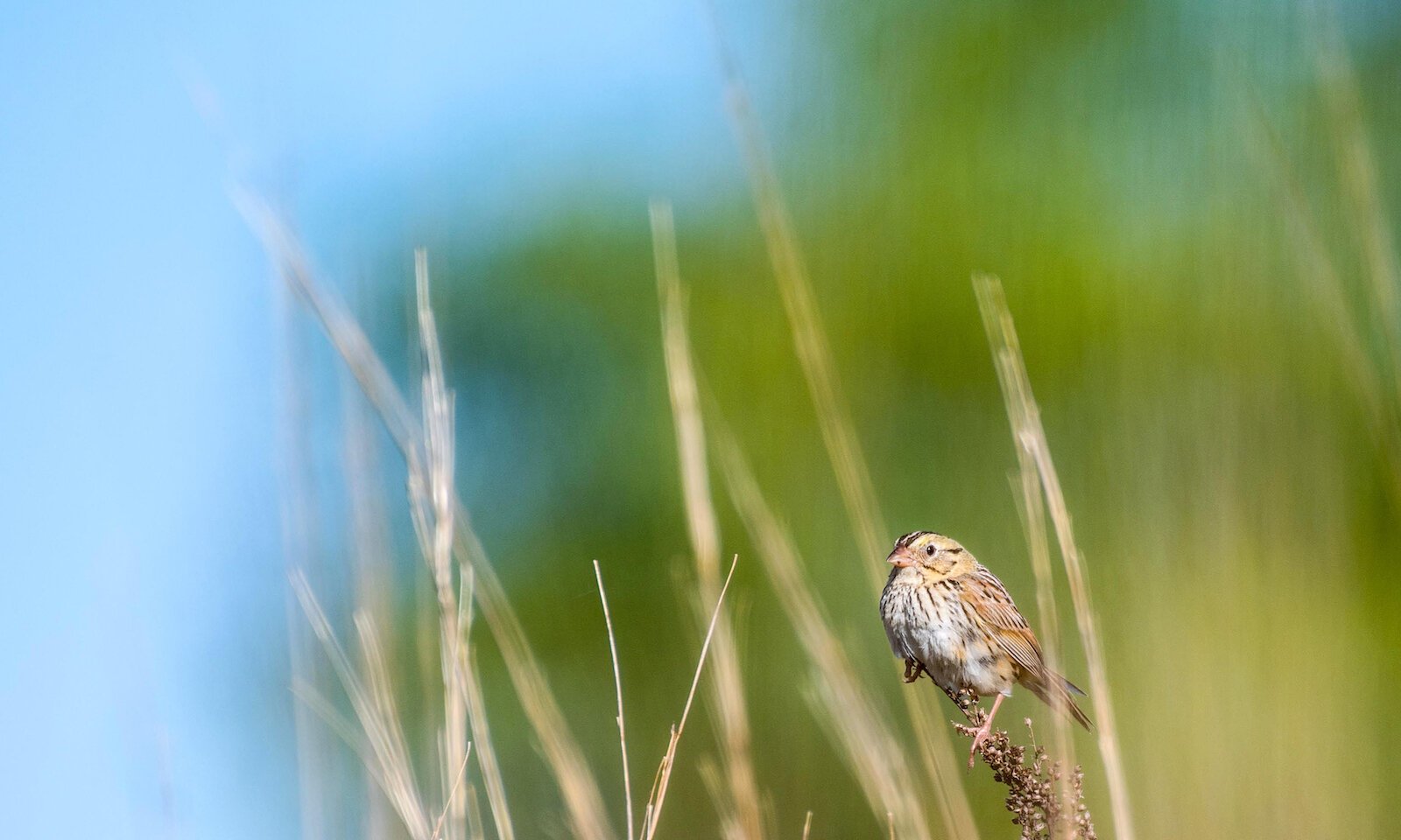 Henslow’s Sparrow. Photo by Delmar Bachert.