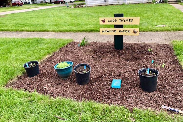 The Milwood U-Pick Herb Garden is located on a curb lawn in the 2000 block of Paddington Road.