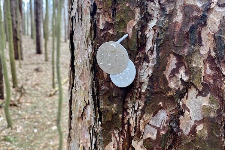 Metal tags in trees indicate their use for the carbon sequestration project. 