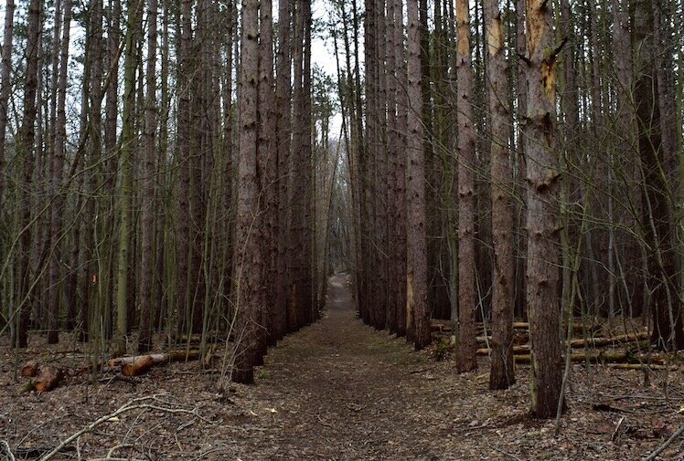 Many a high school senior photo has been taken along the Magnificent Pines Trail at The Arb.