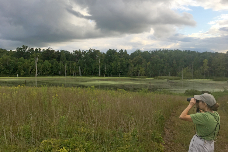A birder looks over restored prairie and wetlands at High Bank Creek property.