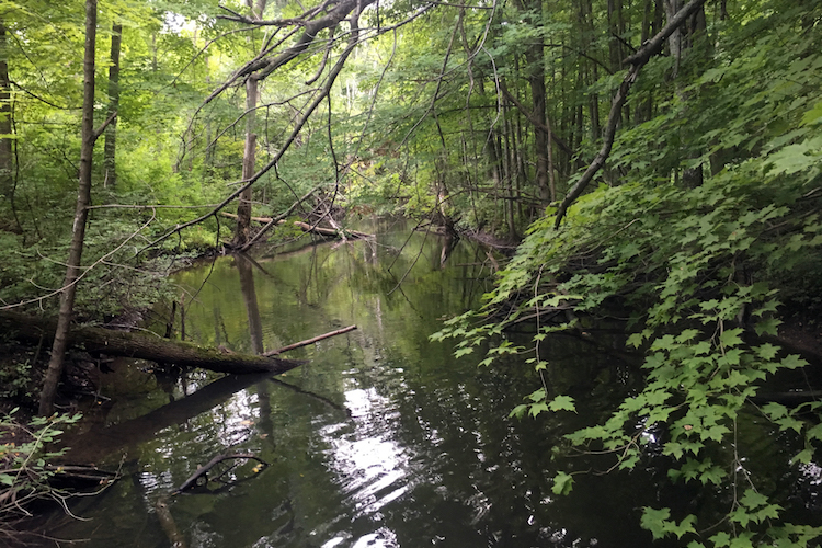 A low area at High Bank Creek.