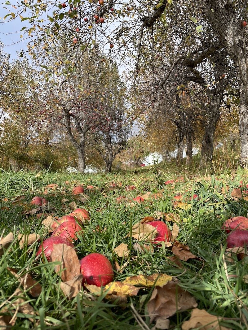Apples that have fallen far from the tree at Spirit Springs Farm, a 70-year-old orchard features over 80 heirloom apple varieties.