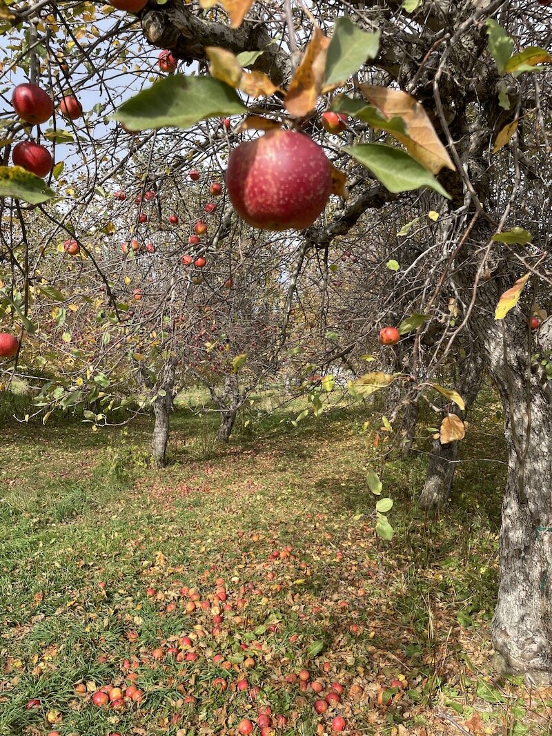 Spirit Springs Farm is a 70-year-old orchard features over 80 heirloom apple varieties.