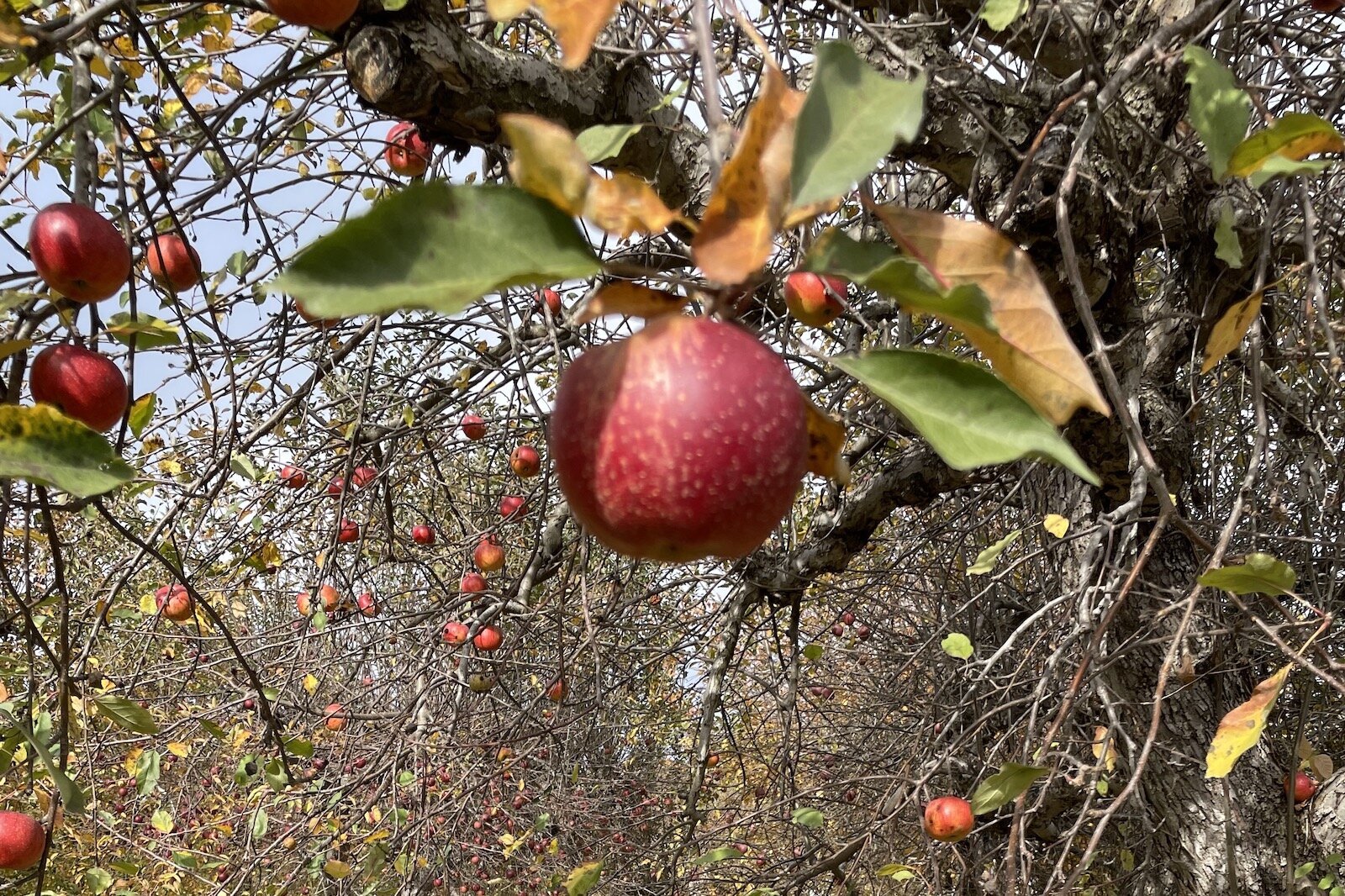 Spirit Springs Farm is a 70-year-old orchard features over 80 heirloom apple varieties.