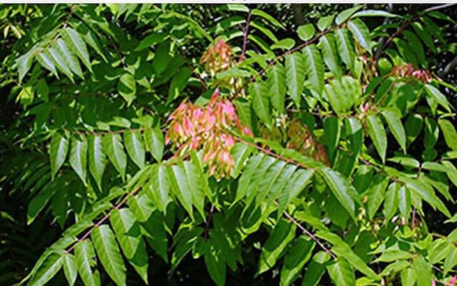 Tree of Heaven is a favorite of the lanternfly.