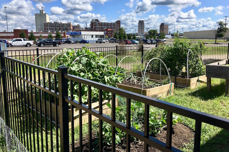 This spring, an area that was used for trash dumpsters was converted into a garden that helps provide the Share Center’s food program with fresh tomatoes, kale and other fresh vegetables. 