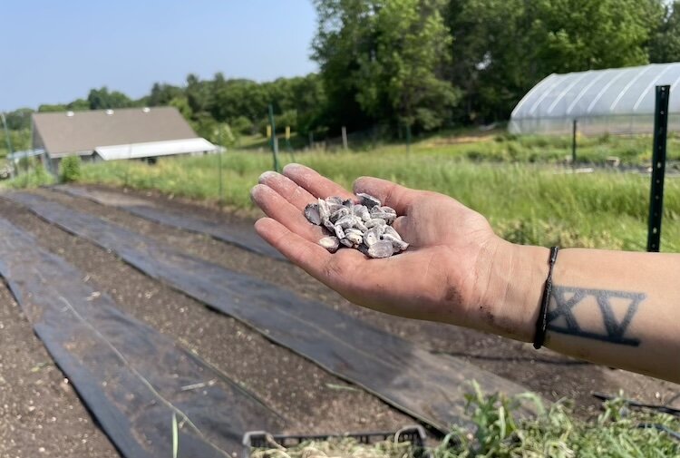 Seeds at the milpa