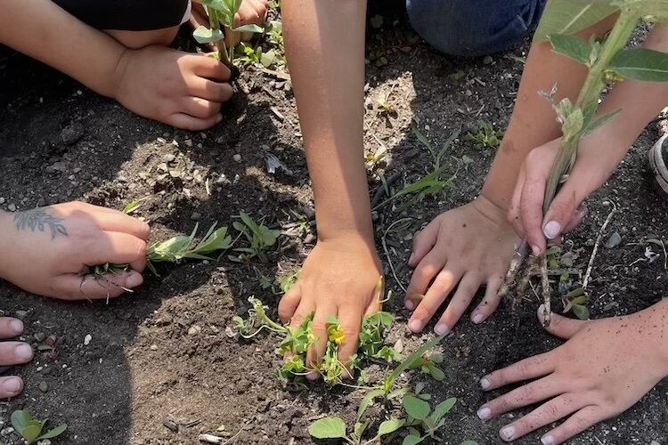 Teens learn about indigenous farming methods at the milpa.