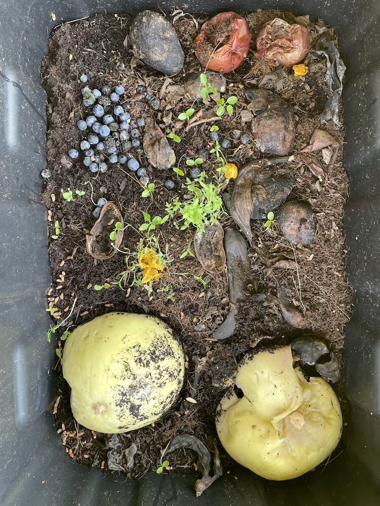 Compost at the milpa