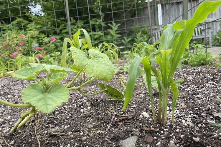 he Masa Center's Milpa project is located at Lelia Arboretum's 365 Urban Farm.