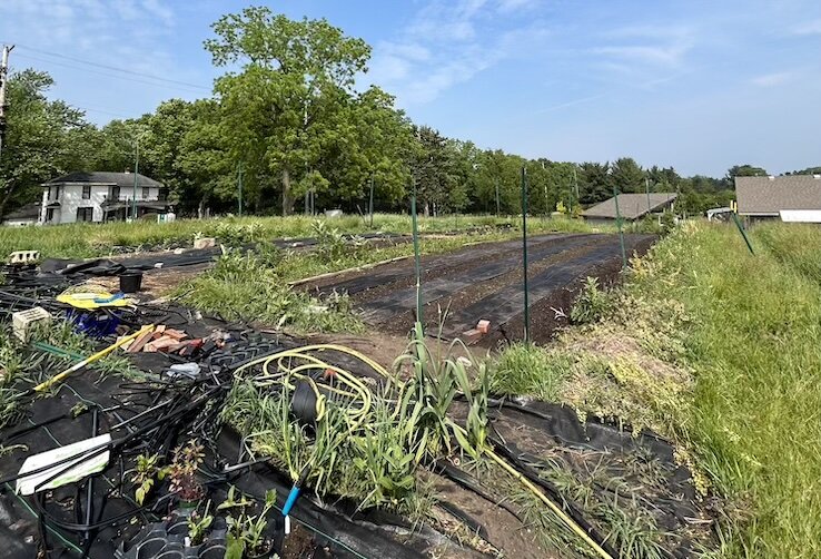 The Masa Center's Milpa project is located at Lelia Arboretum's 365 Urban Farm.