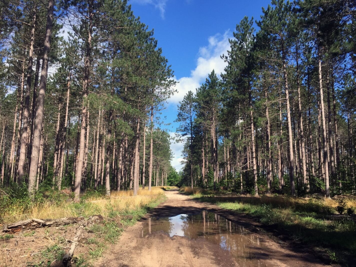 Logging road between Mesick and Thompsonville.