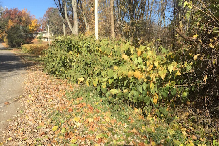 Japanese Knotweed growing in 2020. Photo by Mark Wedel