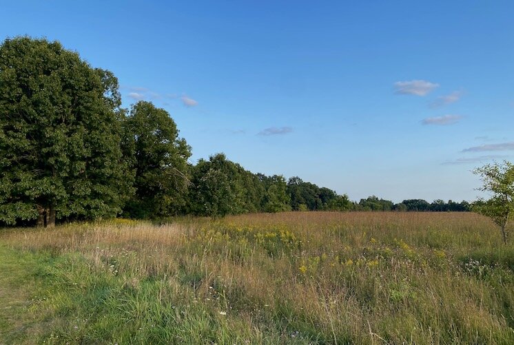 A section of open prairie nudges the forest.