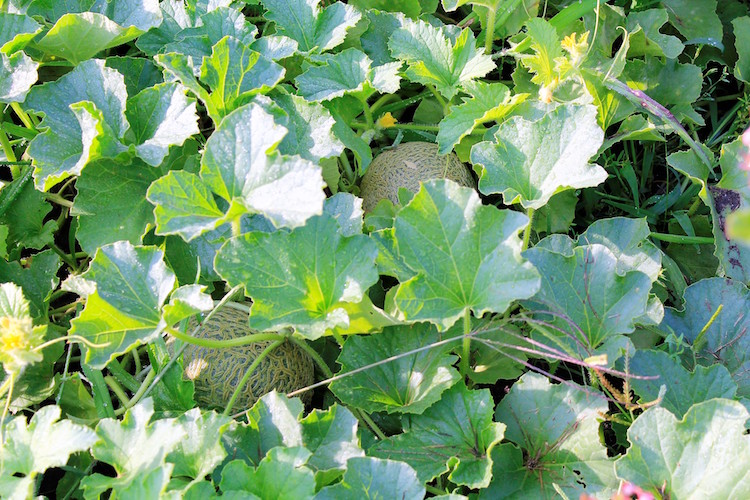 From the garden of James Pitts. 