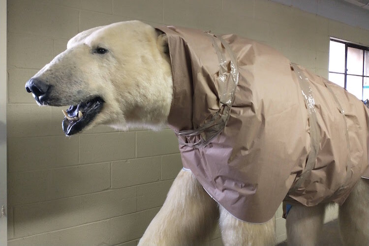 A polar bear that is among the more well-known items in the Kingman Museum's collection is wrapped and ready for its move to a location in Battle Creek where the entire collection is being stored.