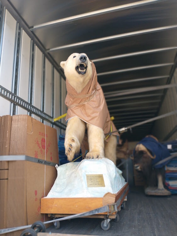 The polar bear appears to be surveying his kingdom from inside a moving van that eventually transported it and other items in the collection to a storage facility in Battle Creek.