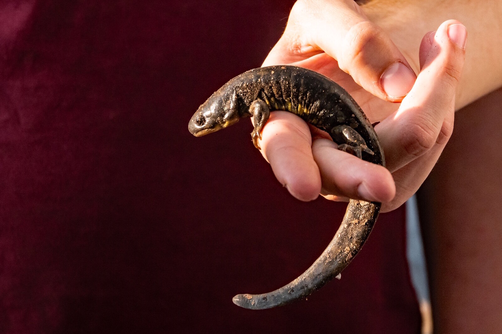 Wildlife in the Kleinstuck Preserve includes this Tiger salamander.