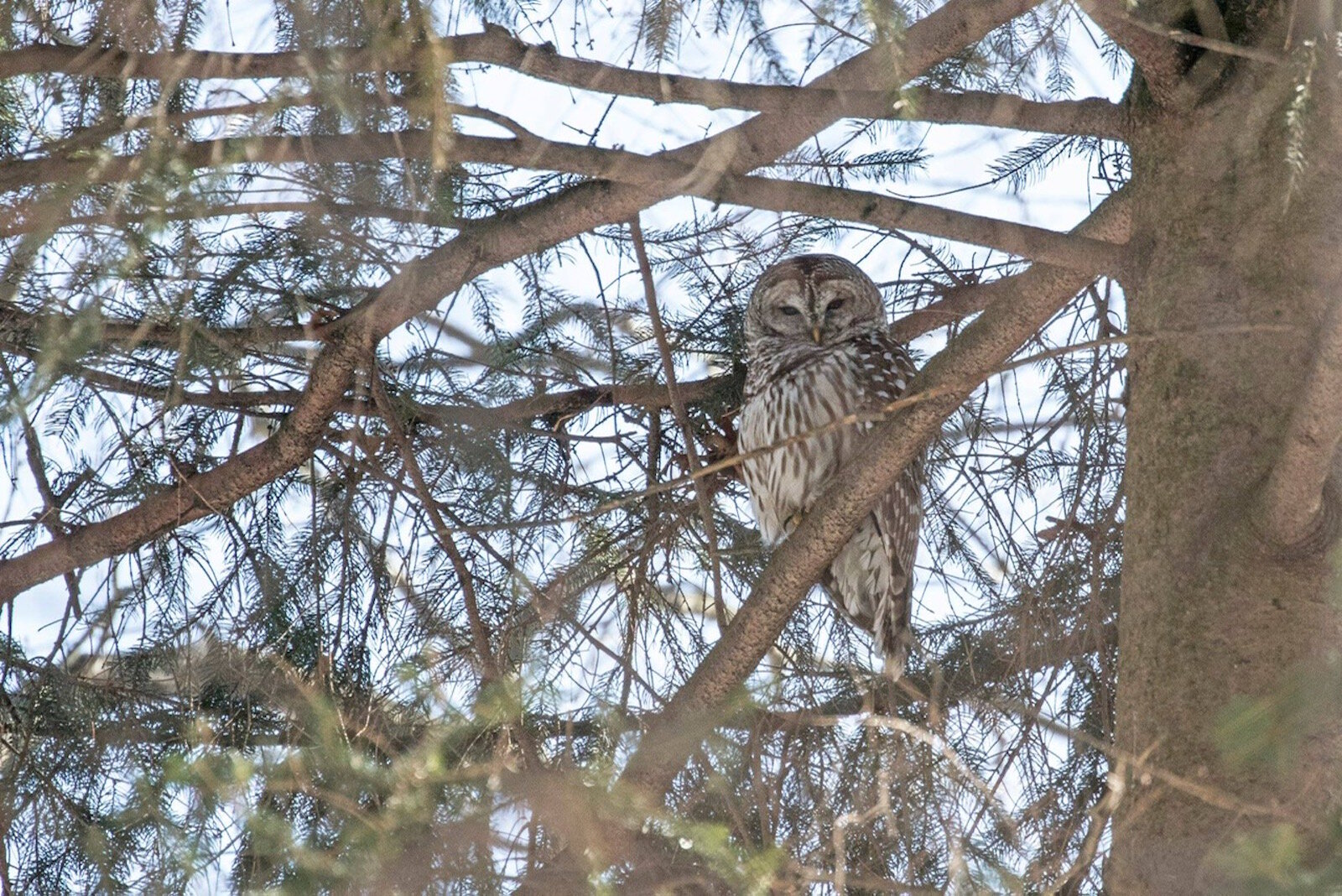 Wildlife in the Kleinstuck Preserve includes this barred owl. 