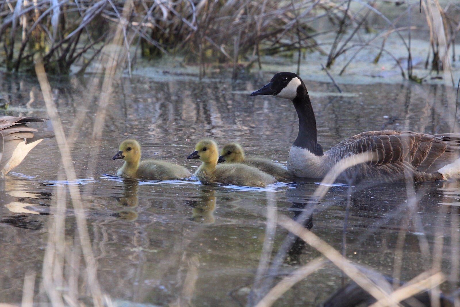 Wildlife in the Kleinstuck Preserve includes this gaggle of Canada geese.