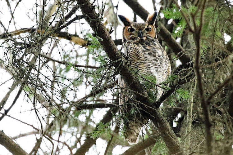 A Great Horned Owl roosts in a now-protected property adjacent to the Kleinstuck Preserve on Kalamazoo's south side.