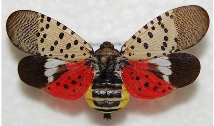Adult spotted lanternfly. 