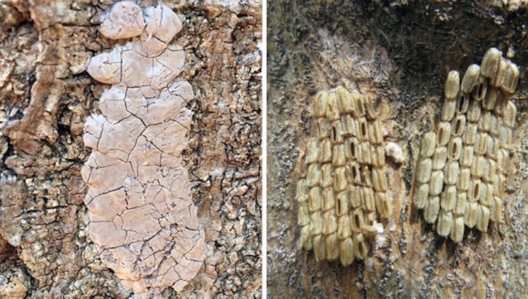 Check for egg masses on trees and items stored outside. Left: Unhatched egg masses. Right: Mass with some eggs hatched. 