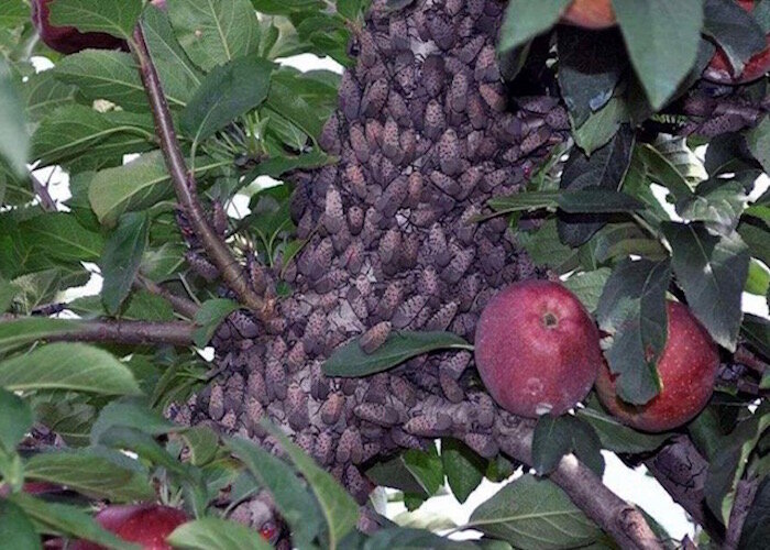 Spotted lanternfly adults on an apple tree in Pennsylvania.