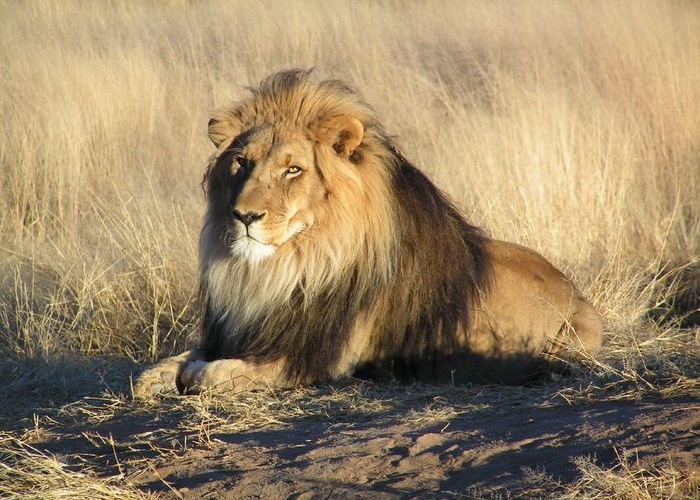 Lions will be on exhibit at the Binder Park Zoo