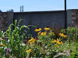 On the Ground Battle Creek Sustainability Plan