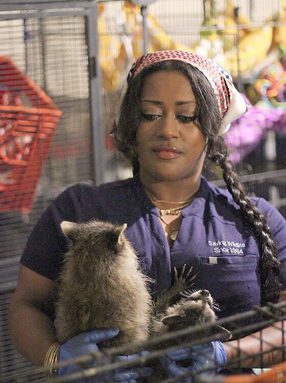 Celine Saillant moves two raccoons prior to cleaning their cage.