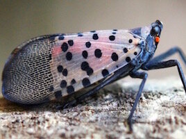 lanternfly